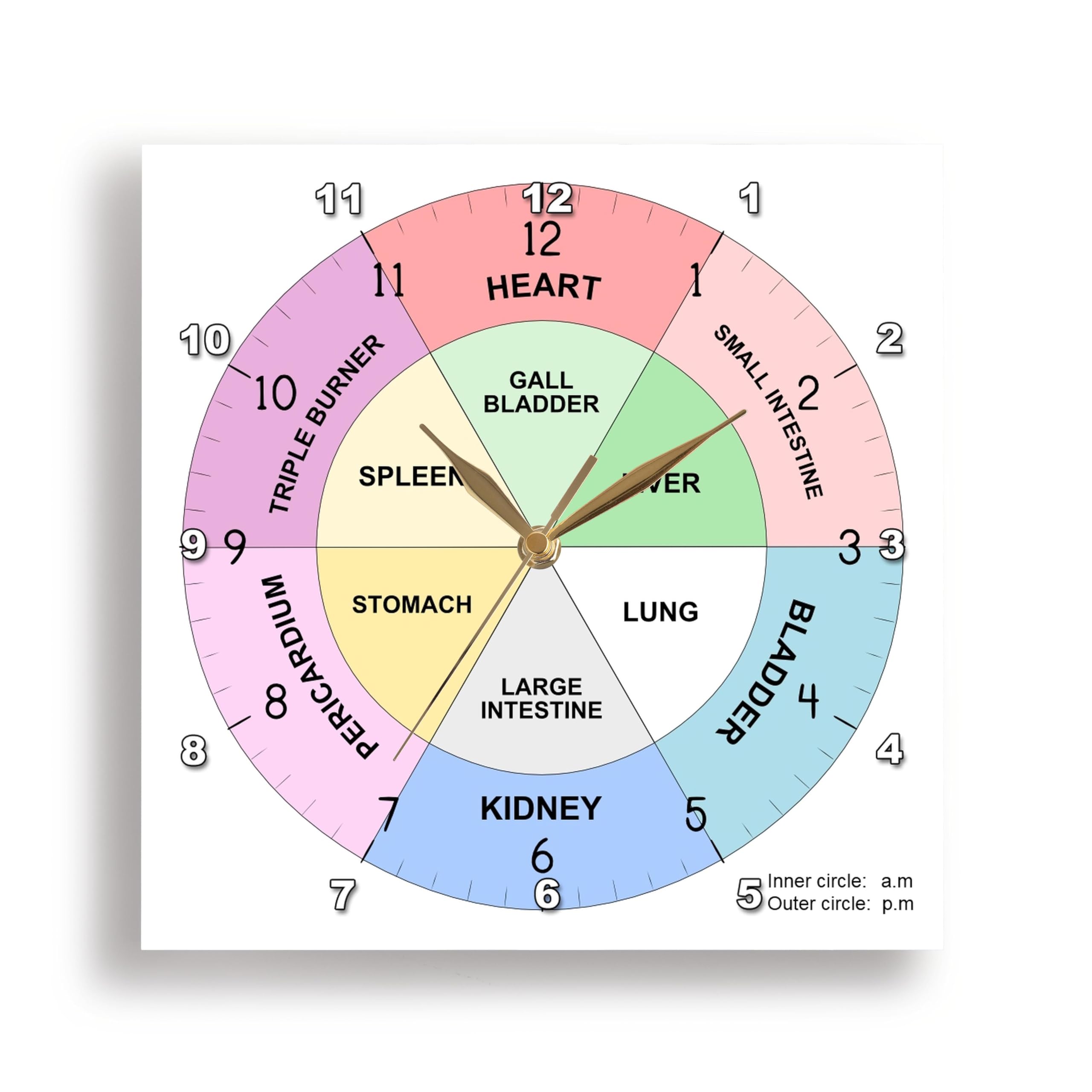 3dRose - Chinese Organ Clock - TCM Body Clock - Traditional Chinese Medicine - Wall Clock - (dpp-362982-1)