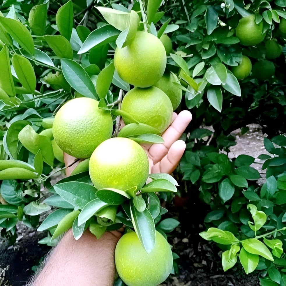 Image of Zoropic Enterprise Malta Lemon (Sweet Lime /Mosambi) Live Fruit Plant | Citrus Sweet Lime Tree Sapling for Home Garden, Balcony, Terrace & Outdoor Plantation | Tropical Fruit Plant