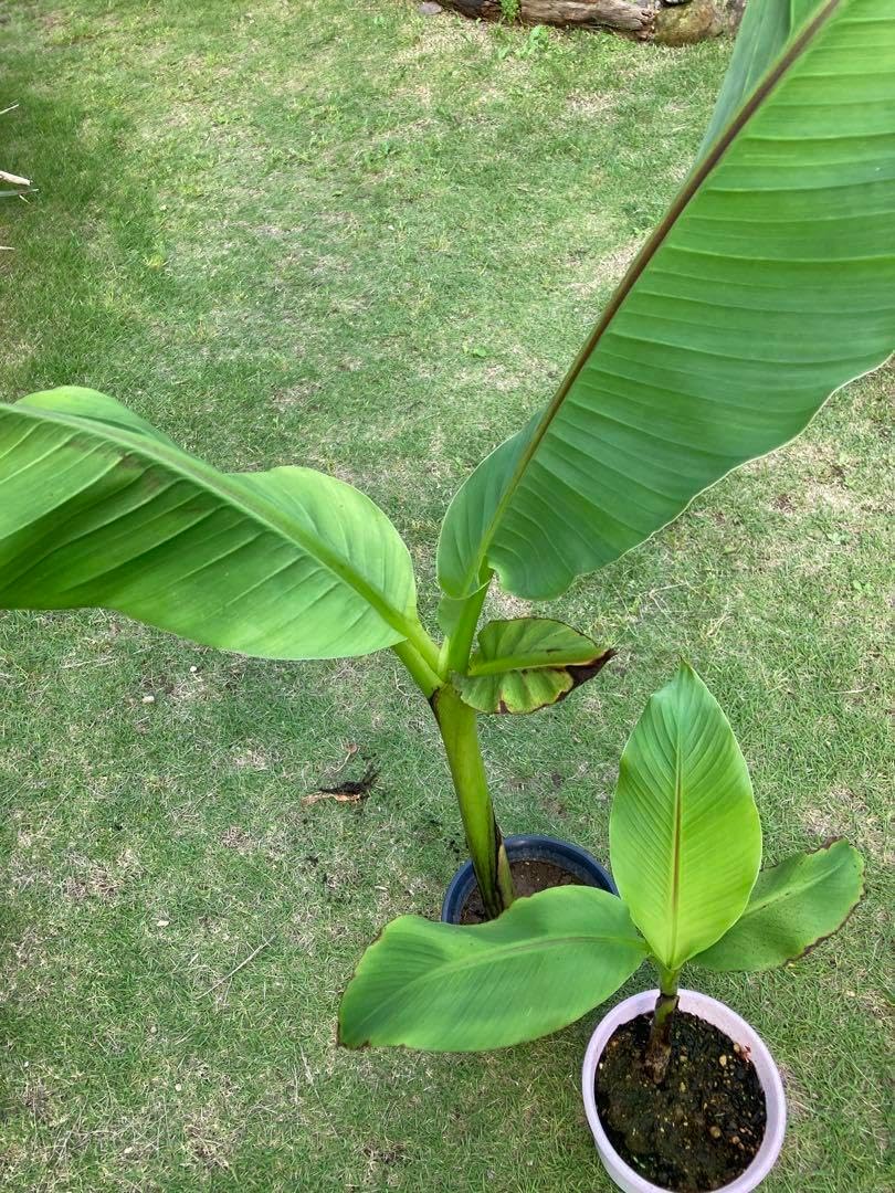 極耐寒性ジャパニーズ バナナ◇南国リゾート西海岸ドライガーデン島