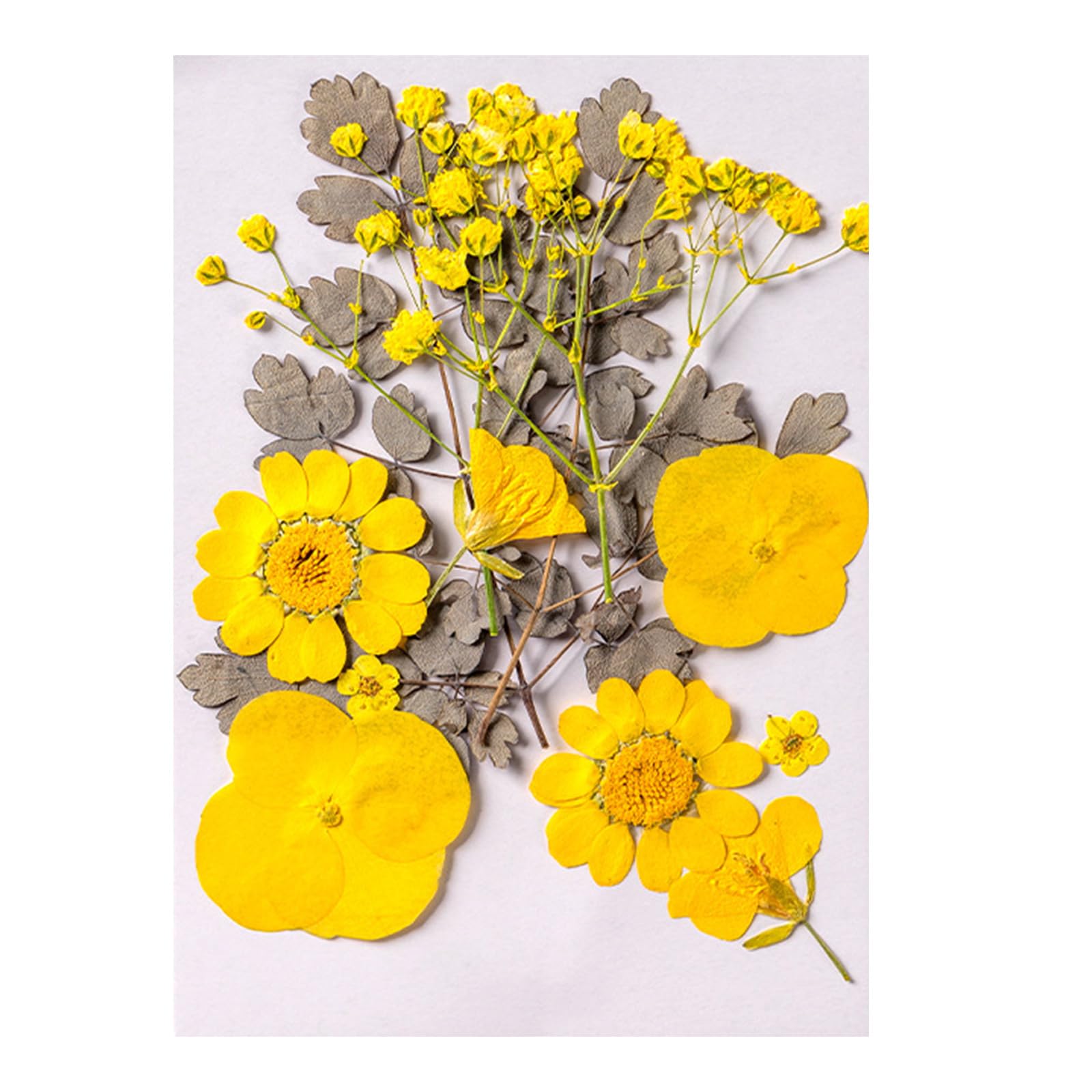 carotoe Natural Pressed Dried Flower Leaves Set for Scrapbooking Jewelry Making Photo Frame Phone Case Bookmarks Decorations Natural Pressed Flowers
