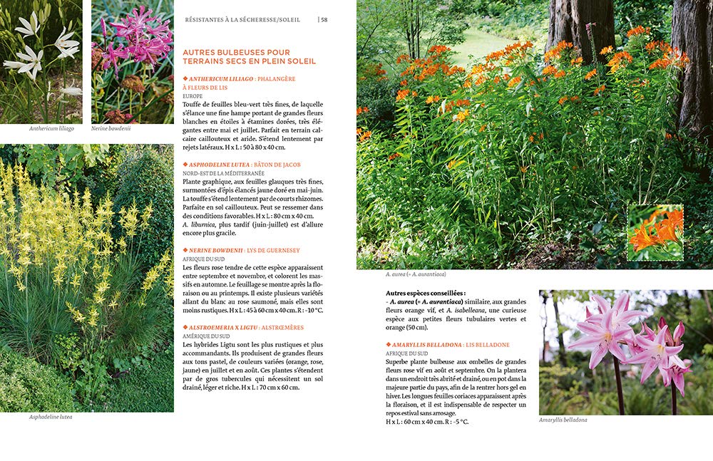 Toutes les plantes supportant la sécheresse