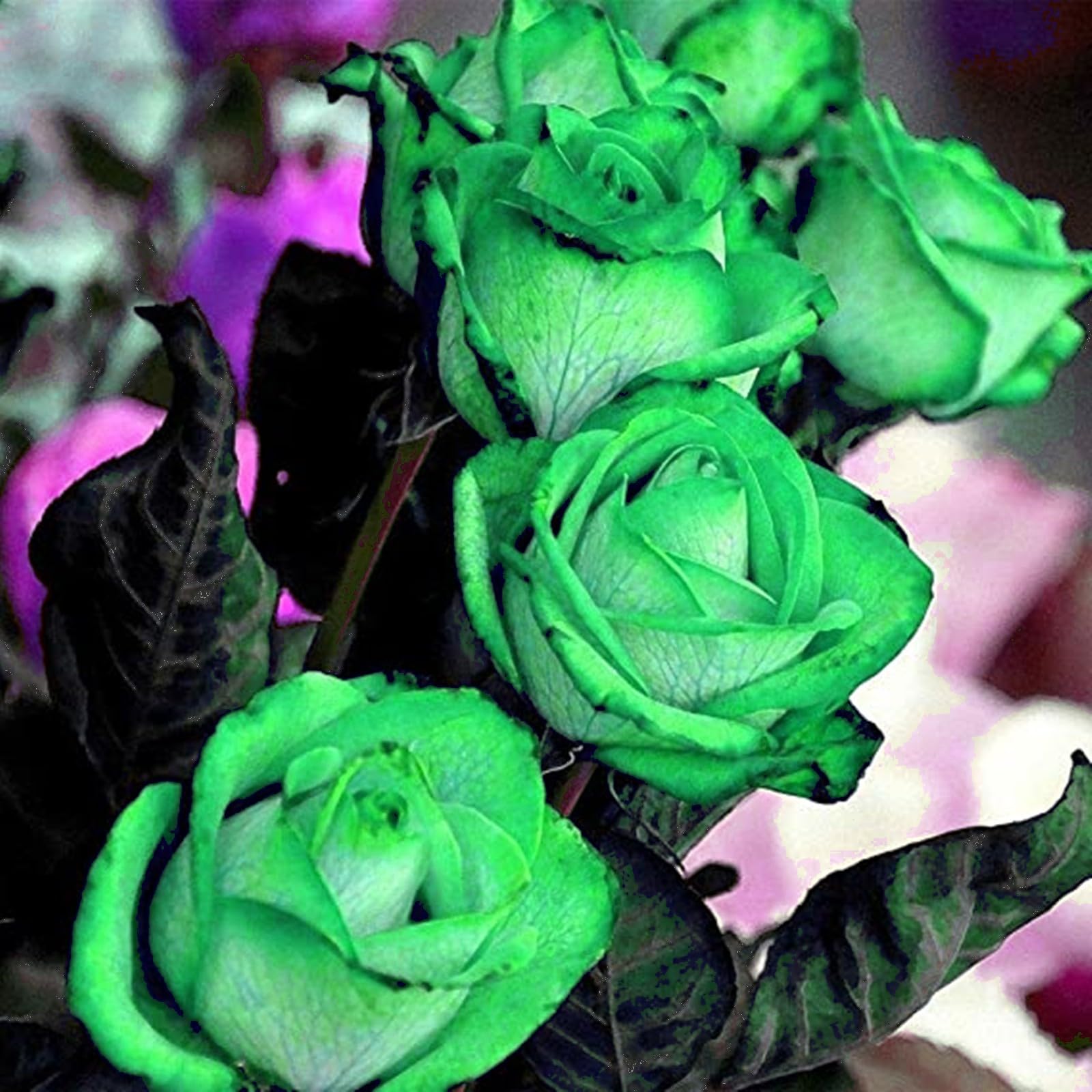 Rose Bulbs for Planting Now UK Ornamental Perennial Natural Organic Excellent Display Unique Good for Containers Cold-Resistant Easy Plant Greening Flower-1bulb-D — image 1