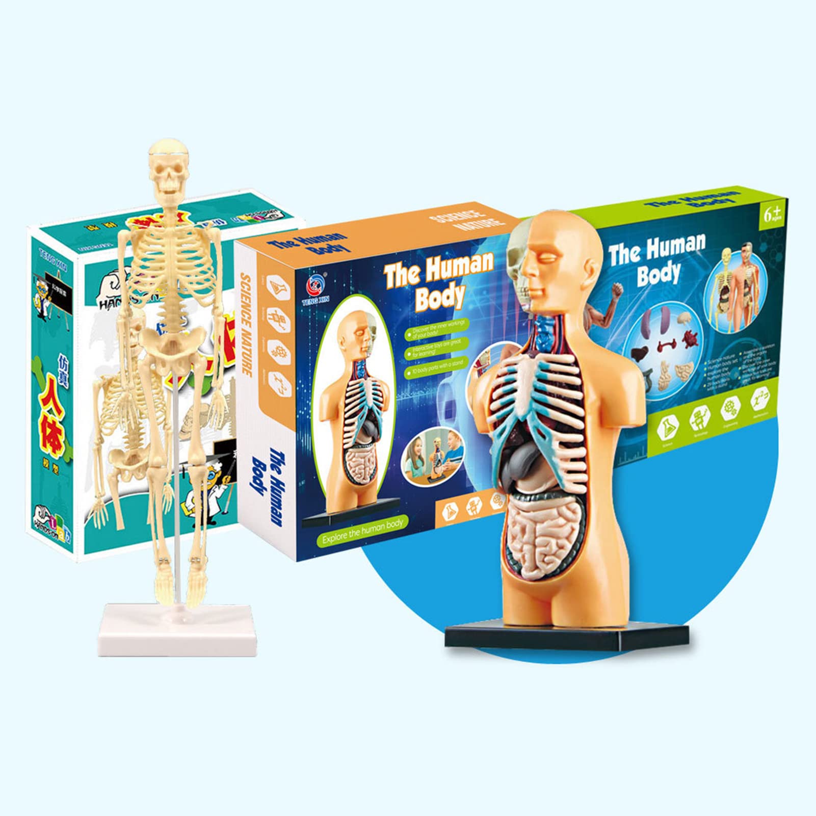 EVOTECH SCIENTIFIC Modelos De Cuerpo Humano, Esqueleto Y Corazón, El Mejor Modelo De Anatomía, Juego De 3 Herramientas Prácticas De Estudio De Modelos 3D Para Estudiantes De Medicina Y Maestros