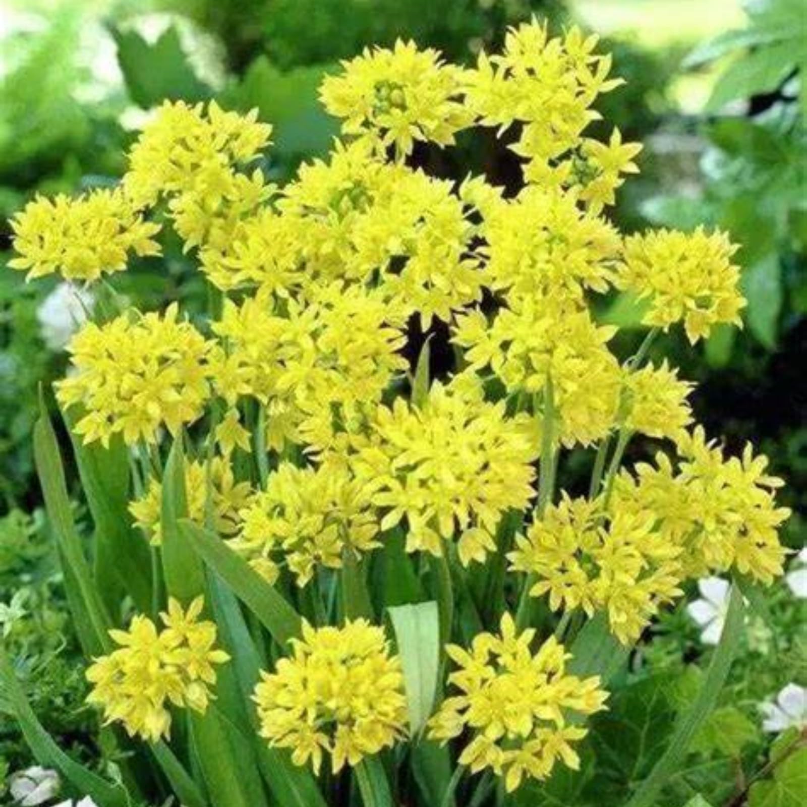 Stunning Allium Bulbs Mix for Planting Now UK/Cut Flowers/Good for Containers/Natural Organic/Greening Flower/Strong Plants That Grow Well/Wedding Flowers.-5bulbs-J