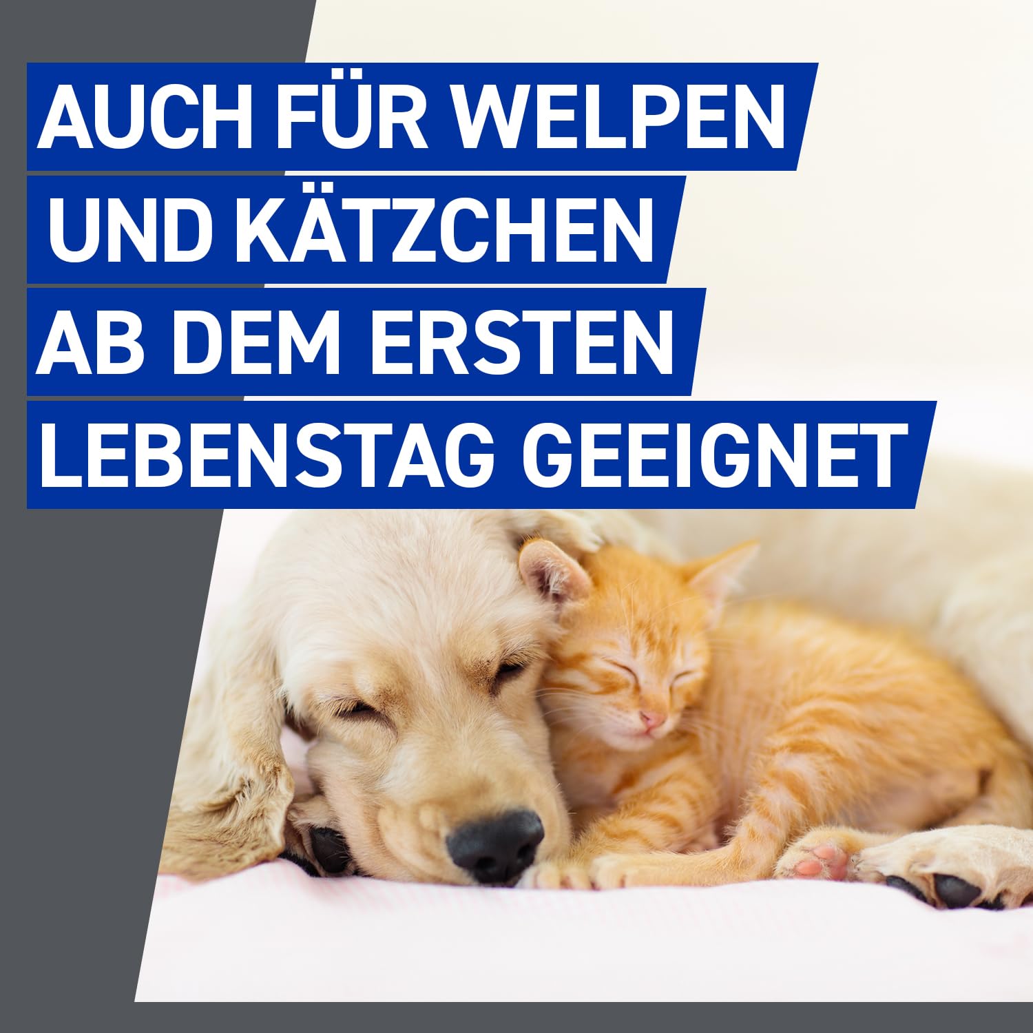 FRONTLINE Spray Hund & Katze gegen Zecken, Flöhe & Haarlinge | 250 ml (2er Pack) - 2,5 mg/ml - auch für Welpen & Kitten ab dem ersten Lebenstag geeignet - mit Sofortwirkung
