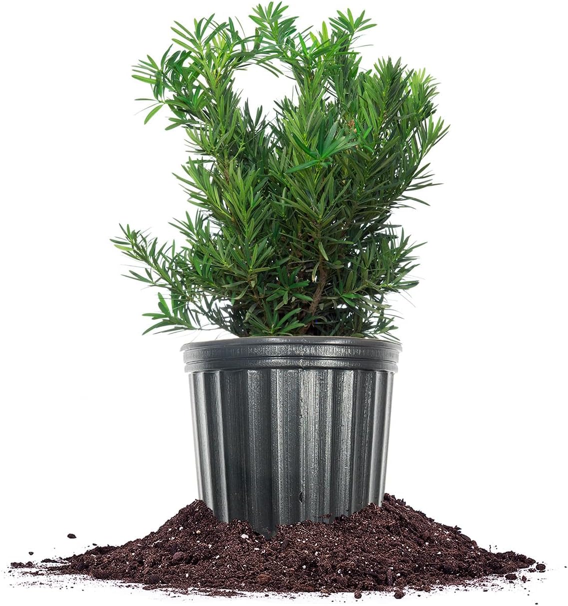 Perfect Plants Podocarpus Pringles 1 Gallon Growers Pot | Elegant Japanese Yew Perfect for Foundational Planting or Shrub Borders