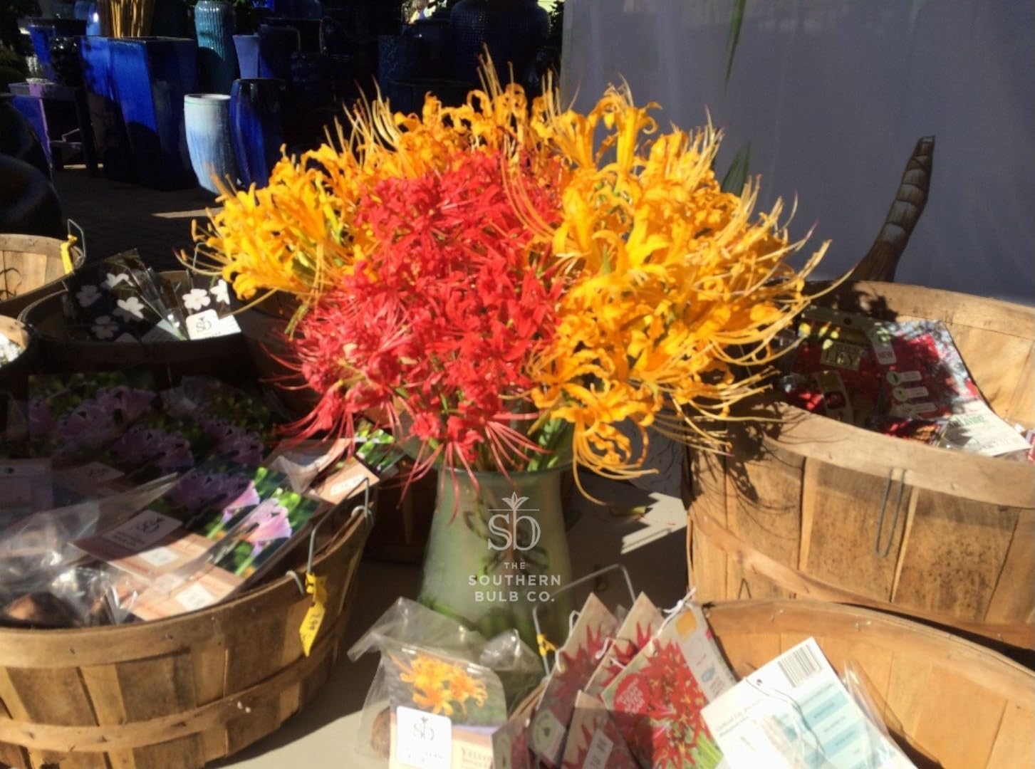 Heirloom Yellow Spider Lilies (Lycoris Aurea) Bulbs, Fall Blooming Perennial, Perfect for Southern Climates, Pack of 5 Bulbs by The Southern Bulb Company