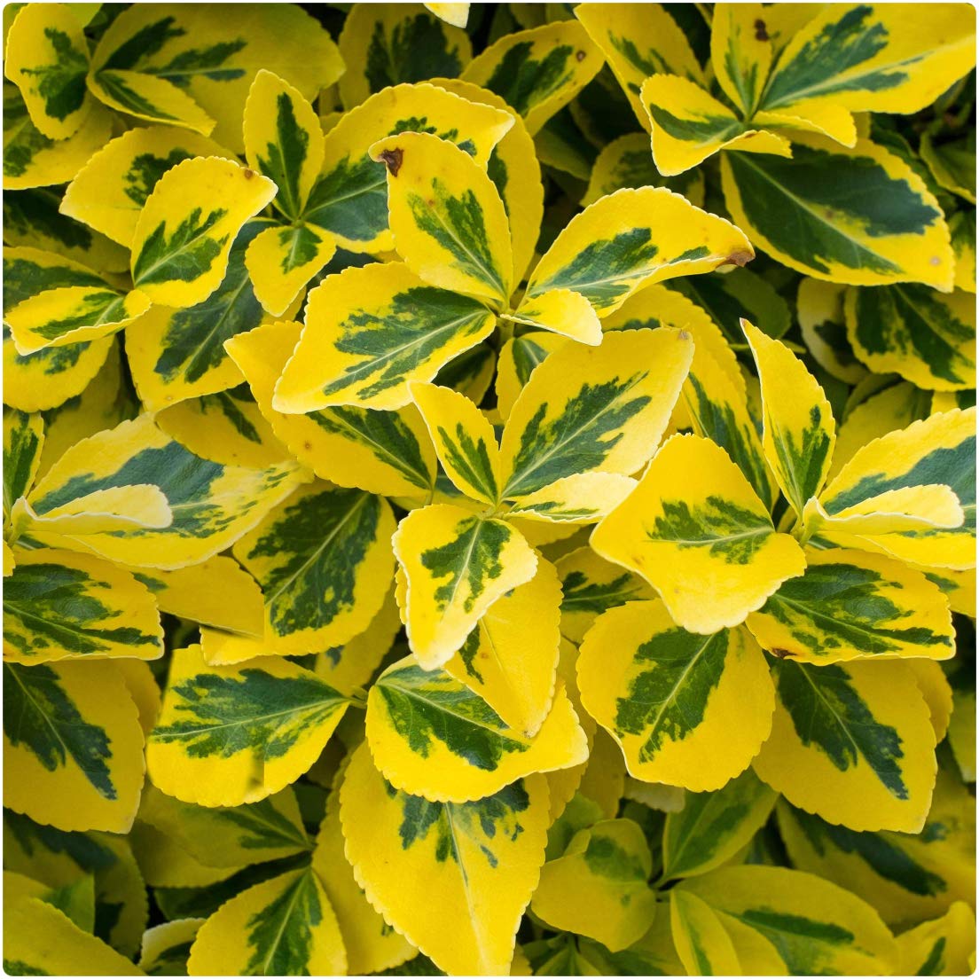 Euonymus Fortunei 'Emerald n Gold' Shrub Plug Plants x 6 Hedging
