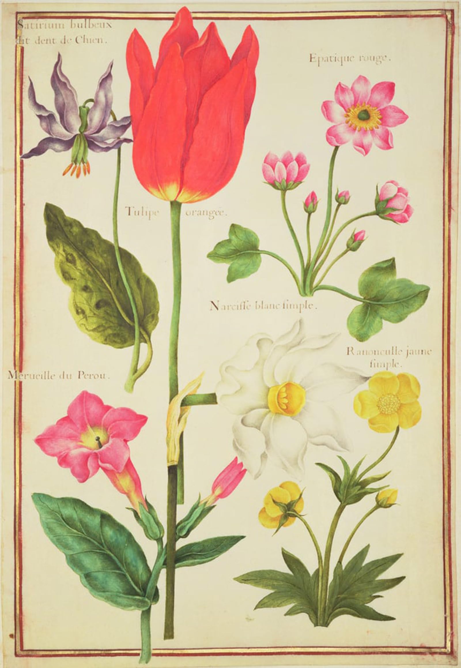 SERENDIPITP Vintage Wall Art Canvas Nordic Poster Canvas Print Picture Flower Studies by Nicolas Robert Wall Art Poster for Home Decor 60x90cm