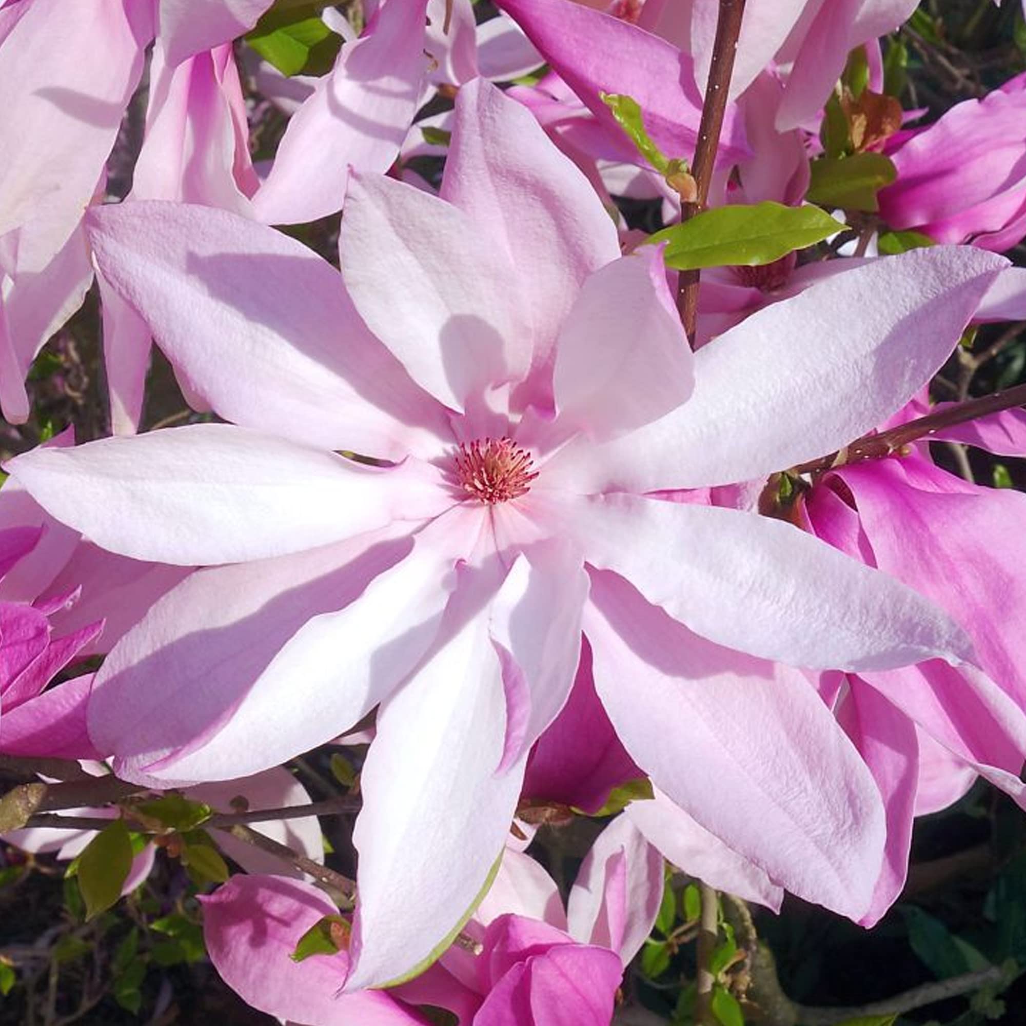 Magnolia Betty Deciduous Hardy Garden Shrub Fuchsia Pink Flowers in Plant Pot (9cm Pot, 20-30cm)