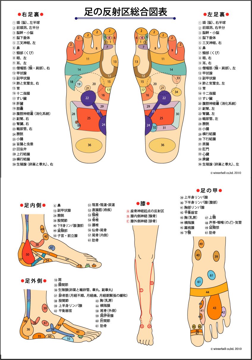 Amazon.co.jp: 反射区ポスターラミネート版（A2サイズ＋） 症状別反射
