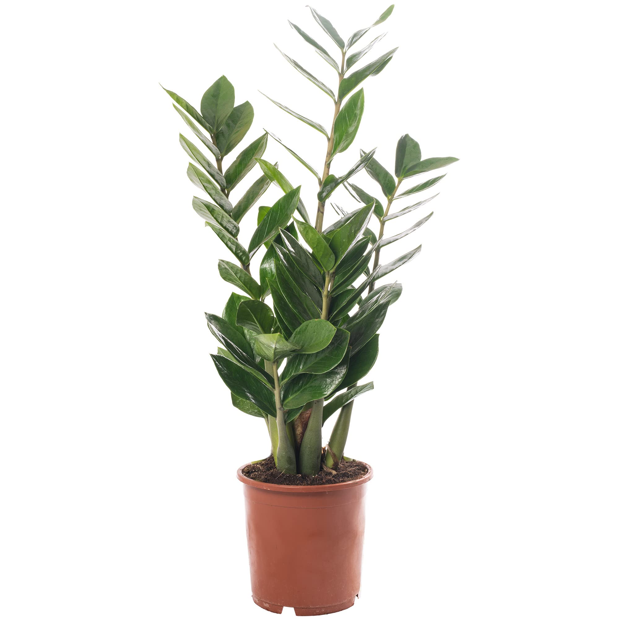 1 x Zamioculcas Large Indoor House Plant Real ZZ Evergreen Exotic Tall Home Plants (60-70cm incl. Pot)