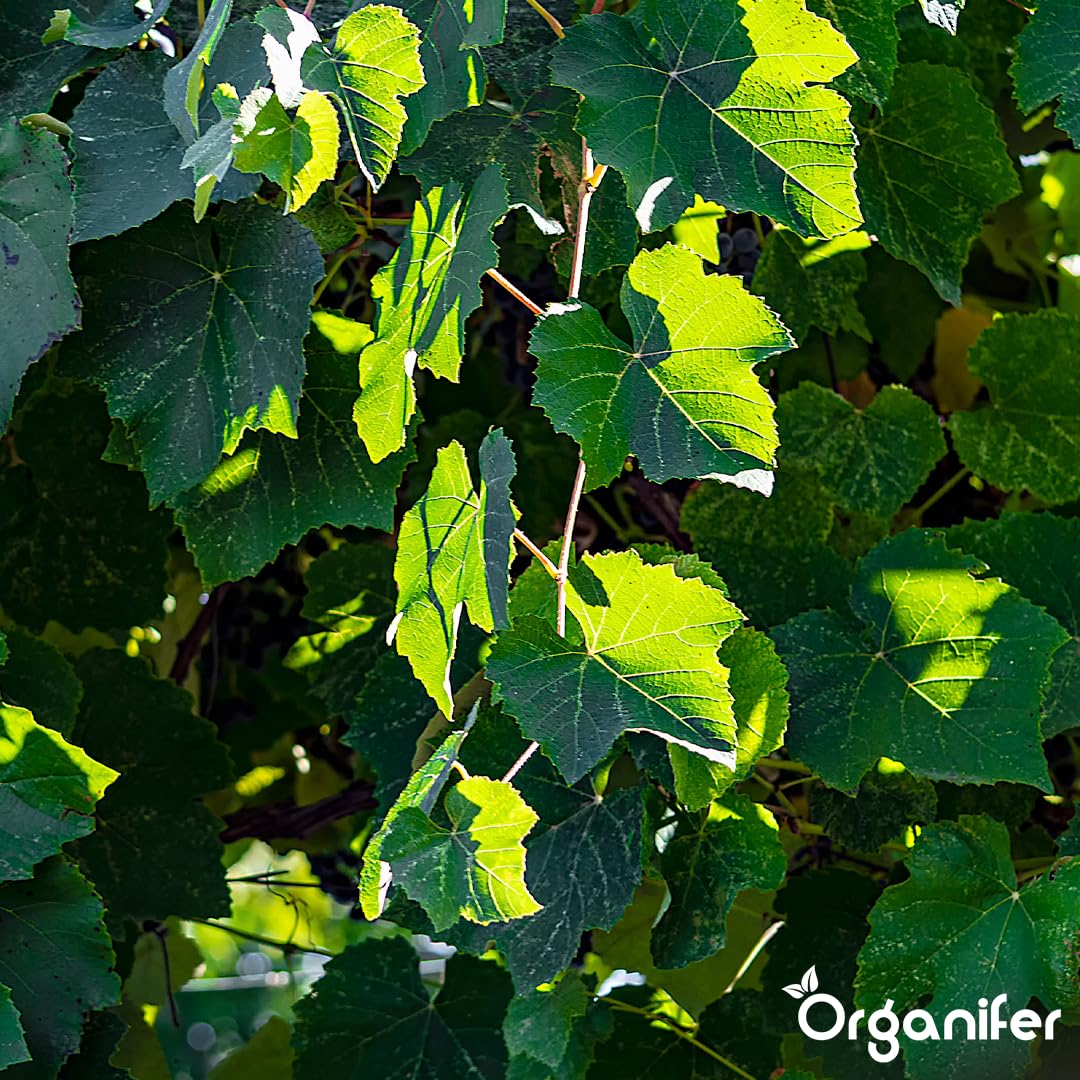 Fertilizante Líquido Para Vid - 4x1L - NPK 2-1-8 | Abono Para Hojas Saludables Y Crecimiento Fuerte - Refuerza Raíces Y Vitalidad - Organifer