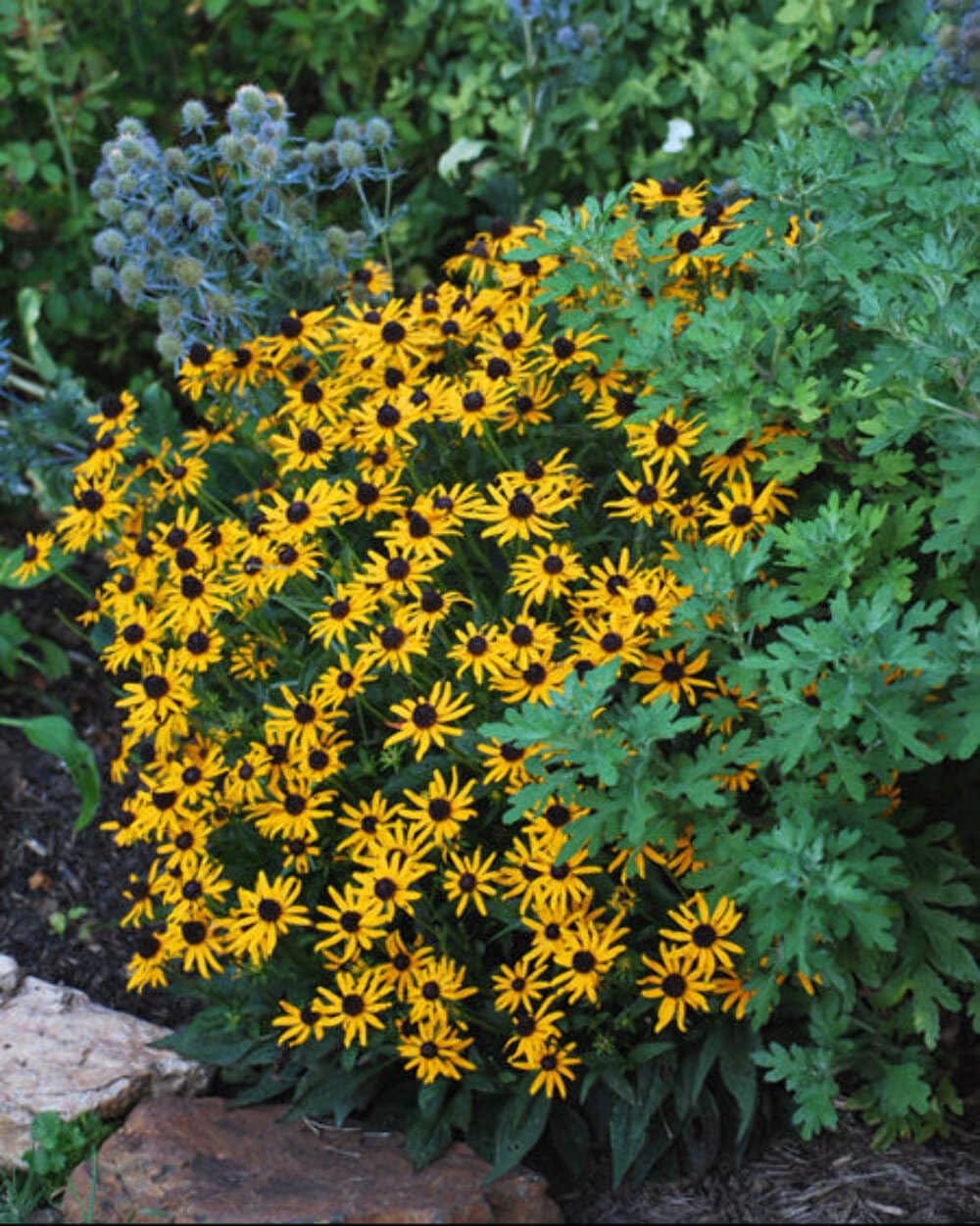 Perennial Farm Marketplace Rudbeckia f. 'Little Goldstar'
