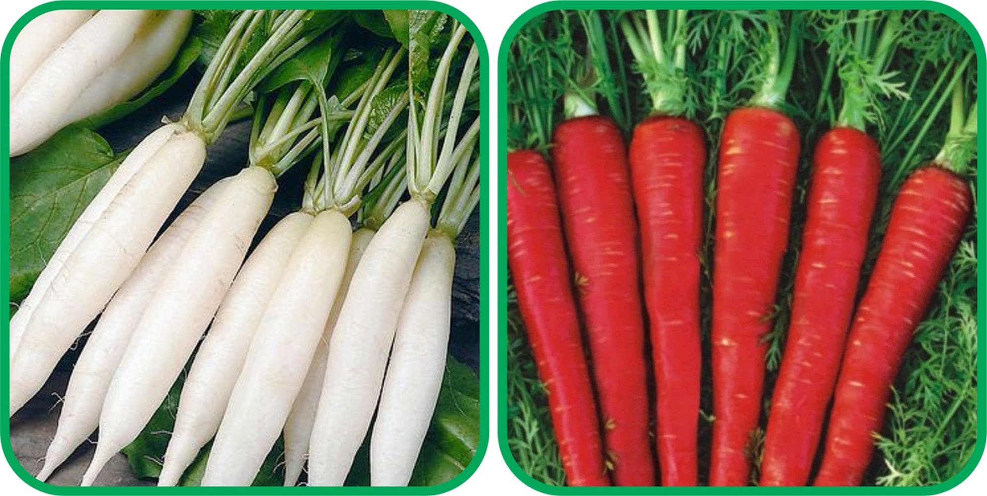 Aero Seeds Red Carrot (200 Seeds) And Radish White Long (100 Seeds) Vegetable Seeds Pack (B0989ZBLZN) Amazon Price History, Amazon Price Tracker