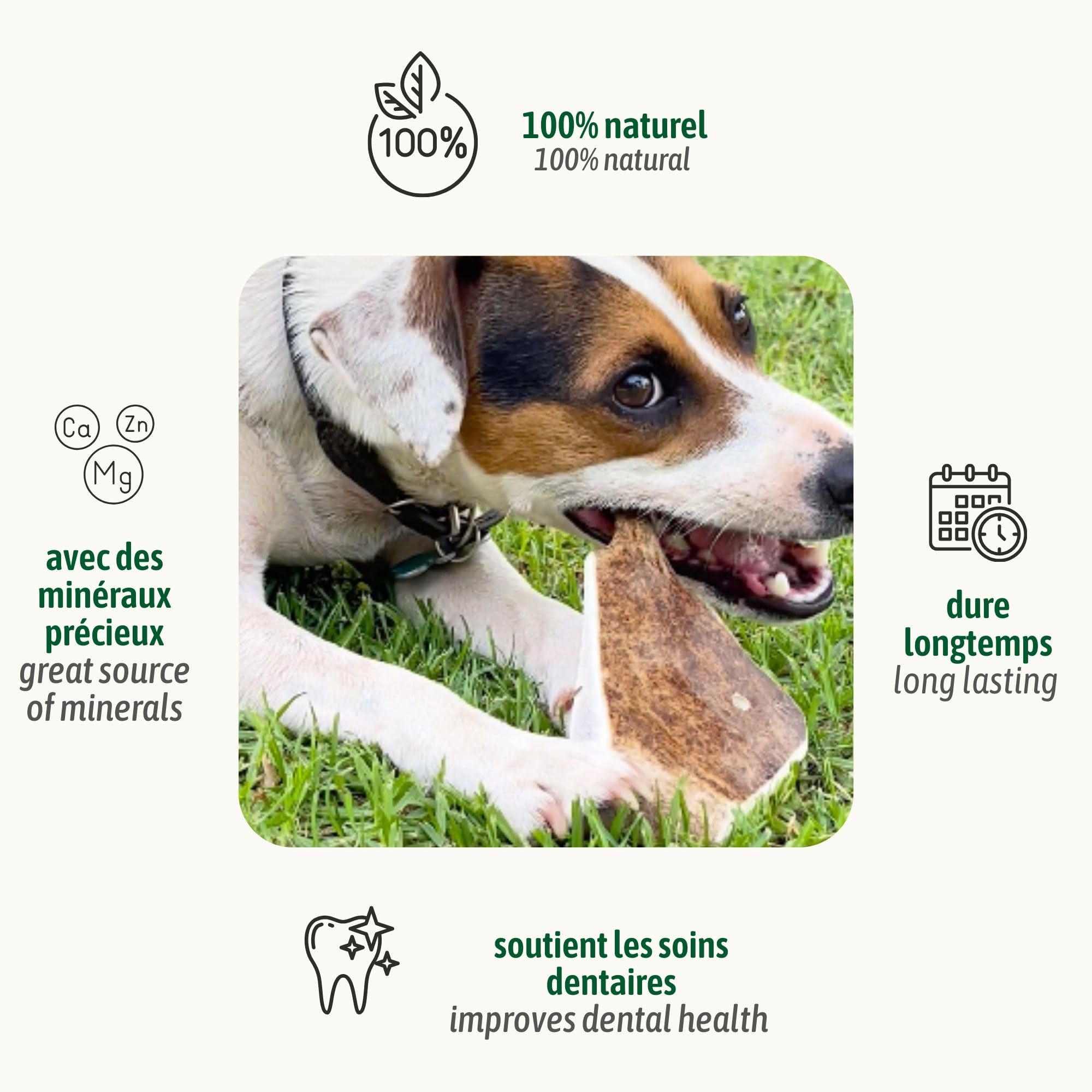 ChronoBalance, XXL Gamo asta de Ciervo para Perros, 100% Natural Snack para el Cuidado Dental, Juguete y Hueso para Perros con minerales y nutrientes, Conjunto de 2