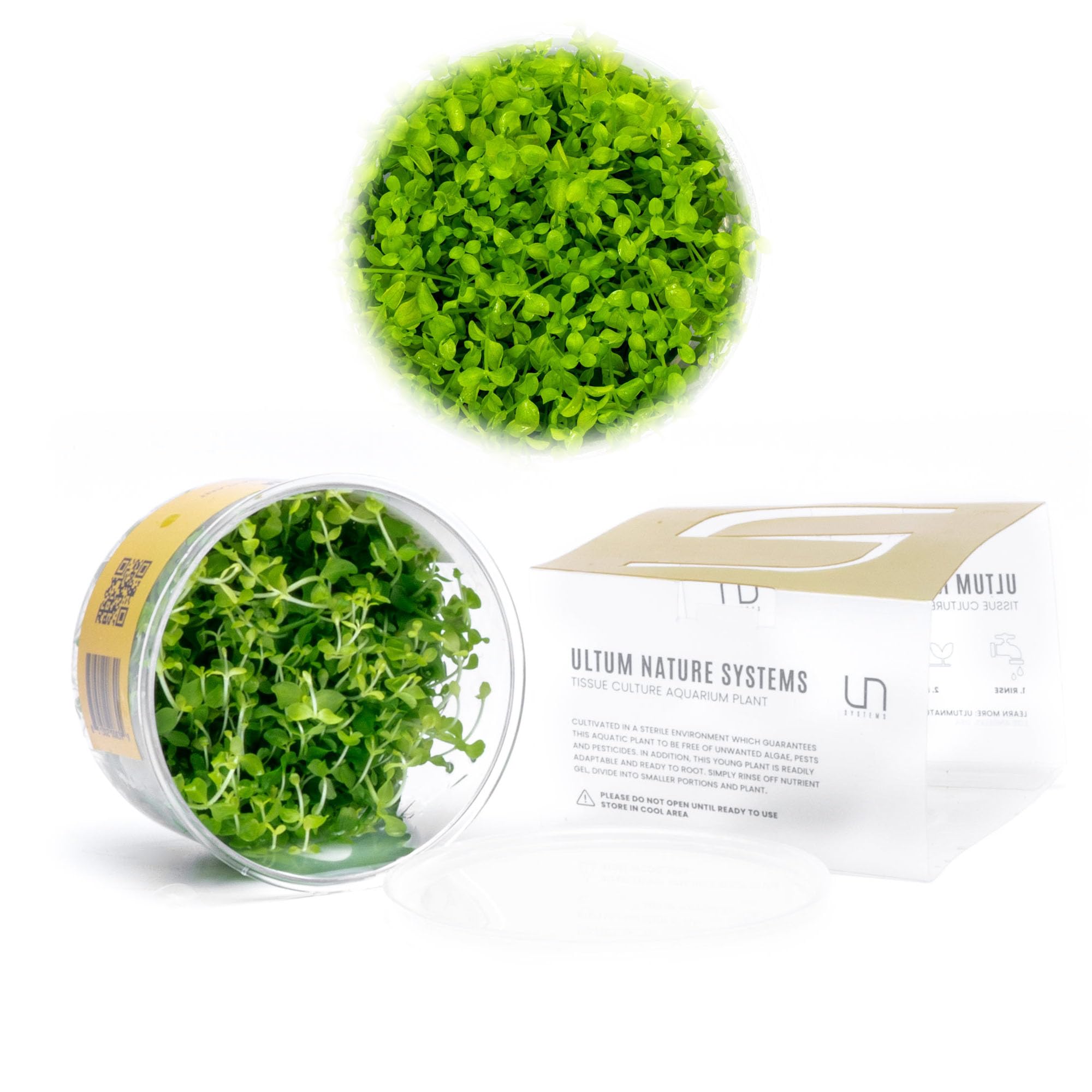 Ultum Nature Systems Micranthemum Monte Carlo Tissue Culture Live Plant for Aquarium, Aquascape, Freshwater Planted Fish Tanks - 100% Snail Free in Vitro