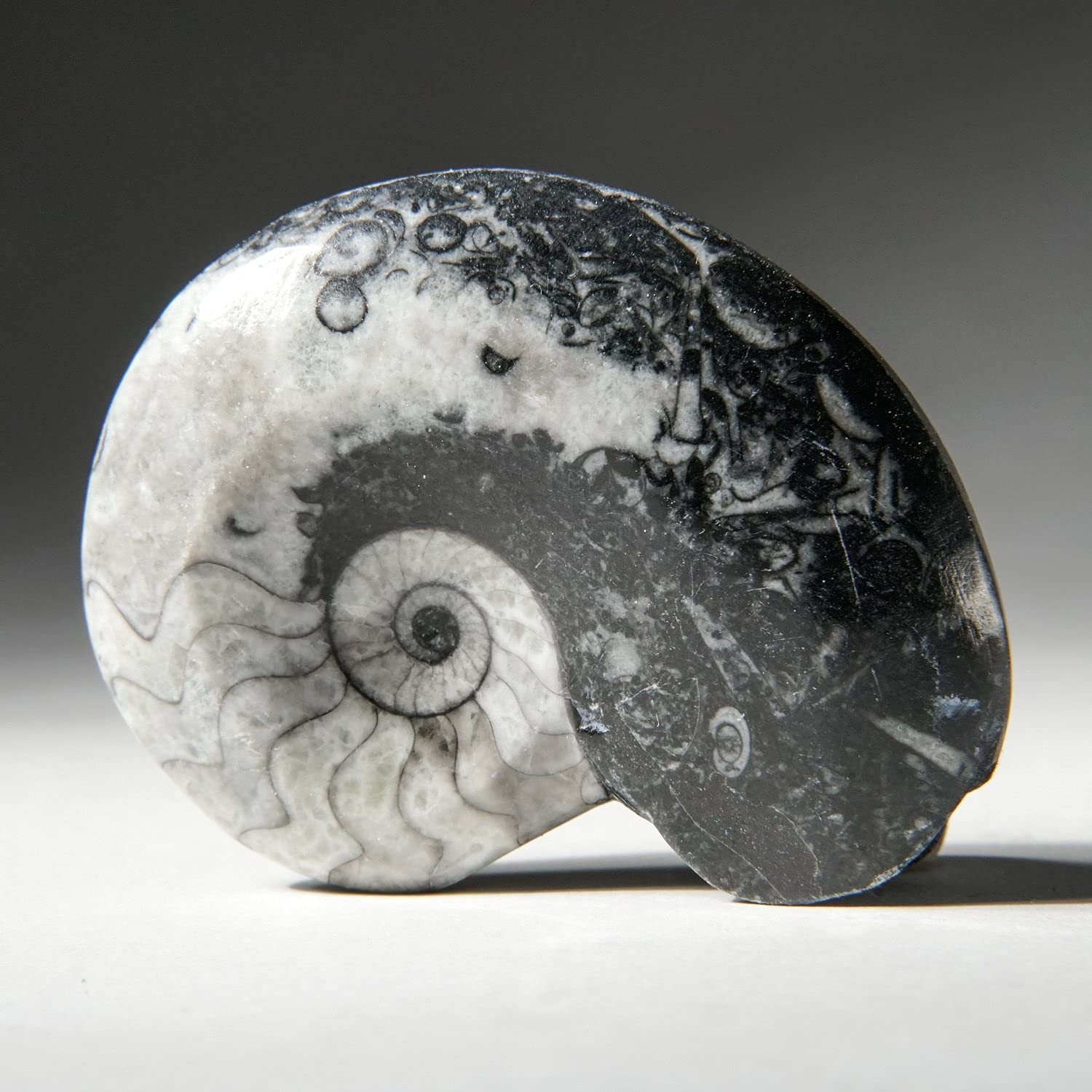Genuine Polished Goniatite Ammonite Fossil - Medium (66.5 Grams) - GAF2
