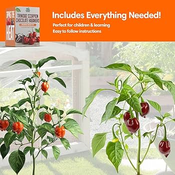 Amazon.com : Garden Haven Chocolate Trinidad Scorpion Pepper Seed