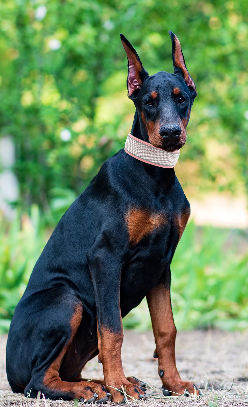 Bling Diamond Hundehalsband – Samt-Leder Mit Funkelnden Strasssteinen, Reflektierenden Streifen – Für Mittelgroße Und Große Hunde, Größe M, In Rosa