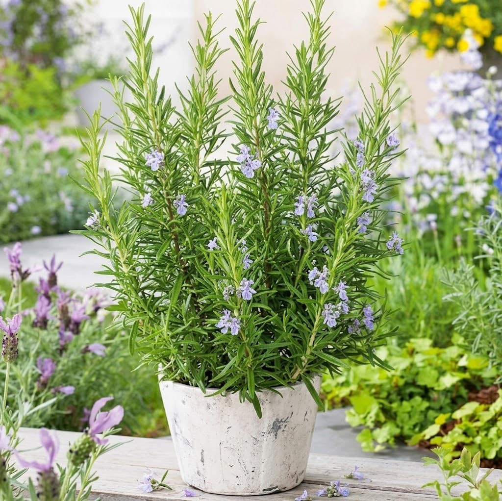 Rosemary Live Plant with 3 Inch Pot | Salvia Rosmarinus Herbal Medicinal Plant | Aromatic Cooking Herb for Food Hair Care Kitchen Garden | Indoor Outdoor Organic Herb Plant