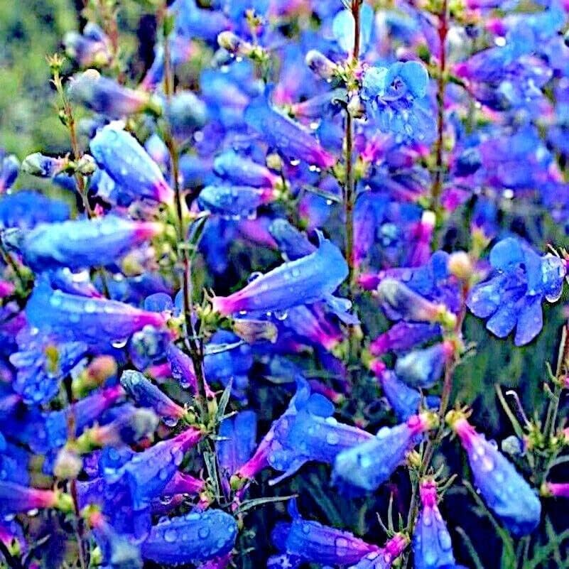 20 Semillas de Flor Lengua Barba Azul Penstemon spectabilis Mariposas Colibríes