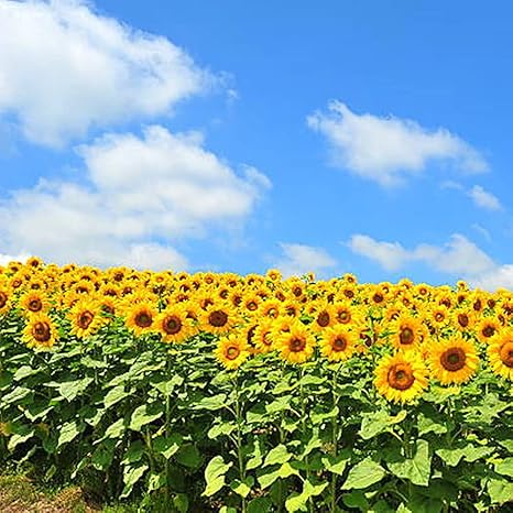 Amazon ヒマワリの種 開花期間が長く 成長しやすい 珍しい植物 大きな花 向日葵の種 高い観賞用価値 希望の美しい花 観賞用の花 500 粒 2 花