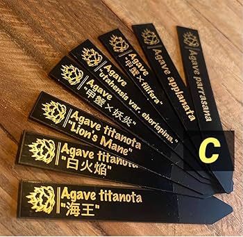 Amazon.co.jp: 10本 プランツタグ 金文字 アガベ チタノタ