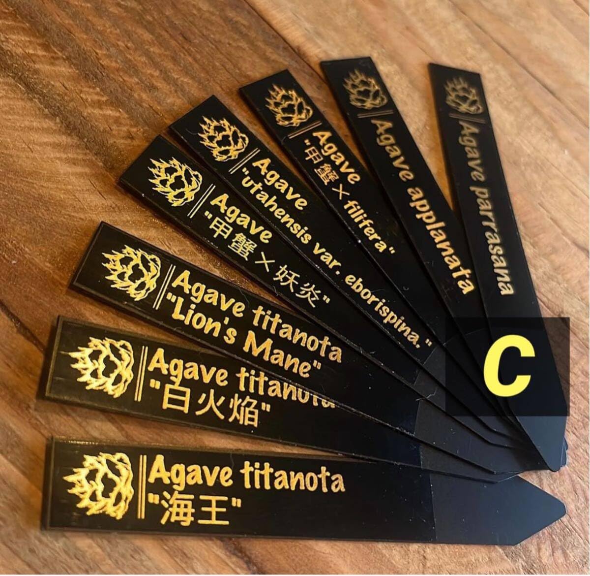 【鉢ごと発送】人気のチタノタ12種セット【ネームタグ付】 鉢ごと発送】人気のチタノタ12種セット【ネームタグ付】 鉢ごと