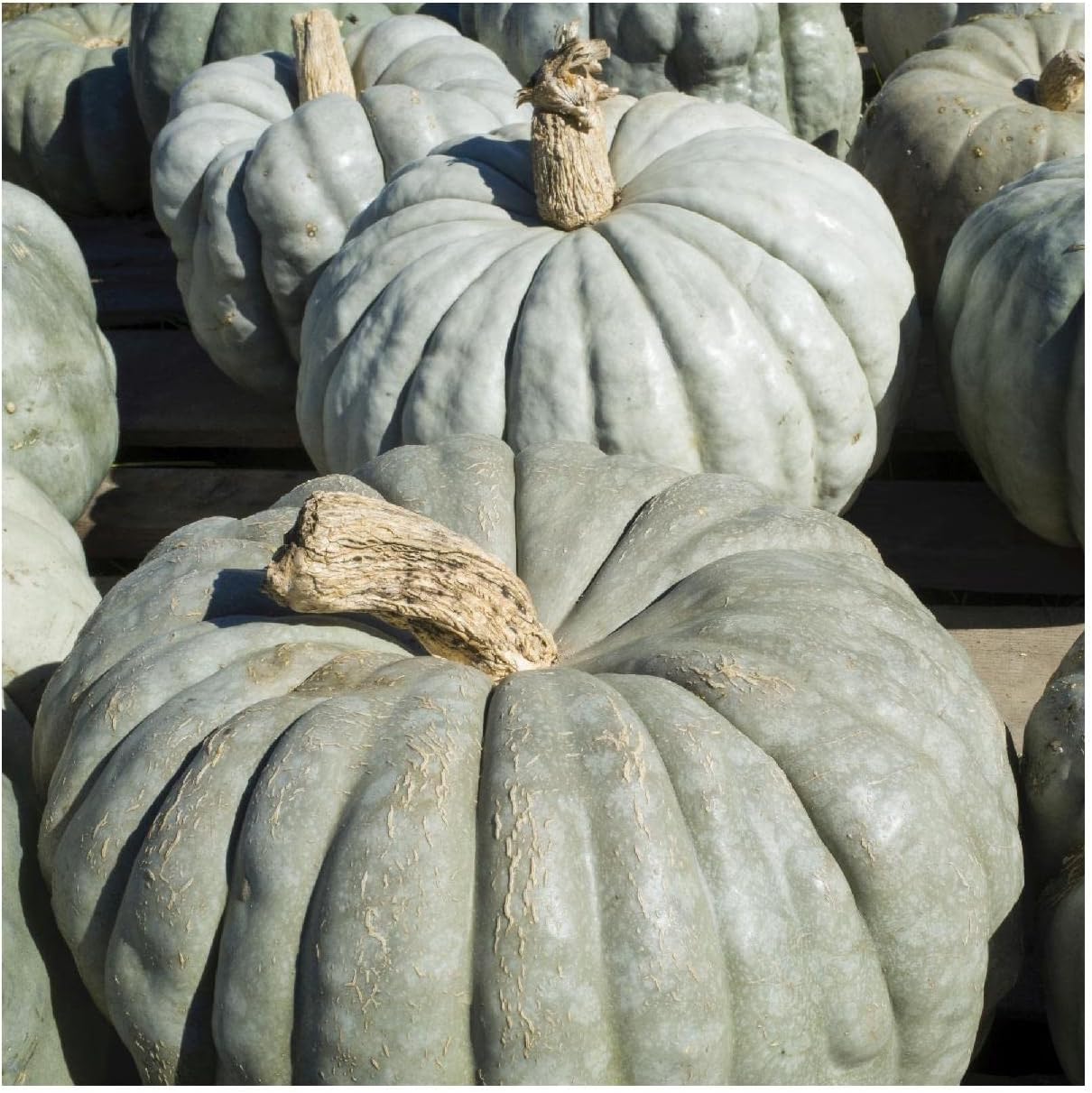 Everwilde Farms - 1/4 Lb Organic Jarradale Pumpkin Seeds - Gold Vault