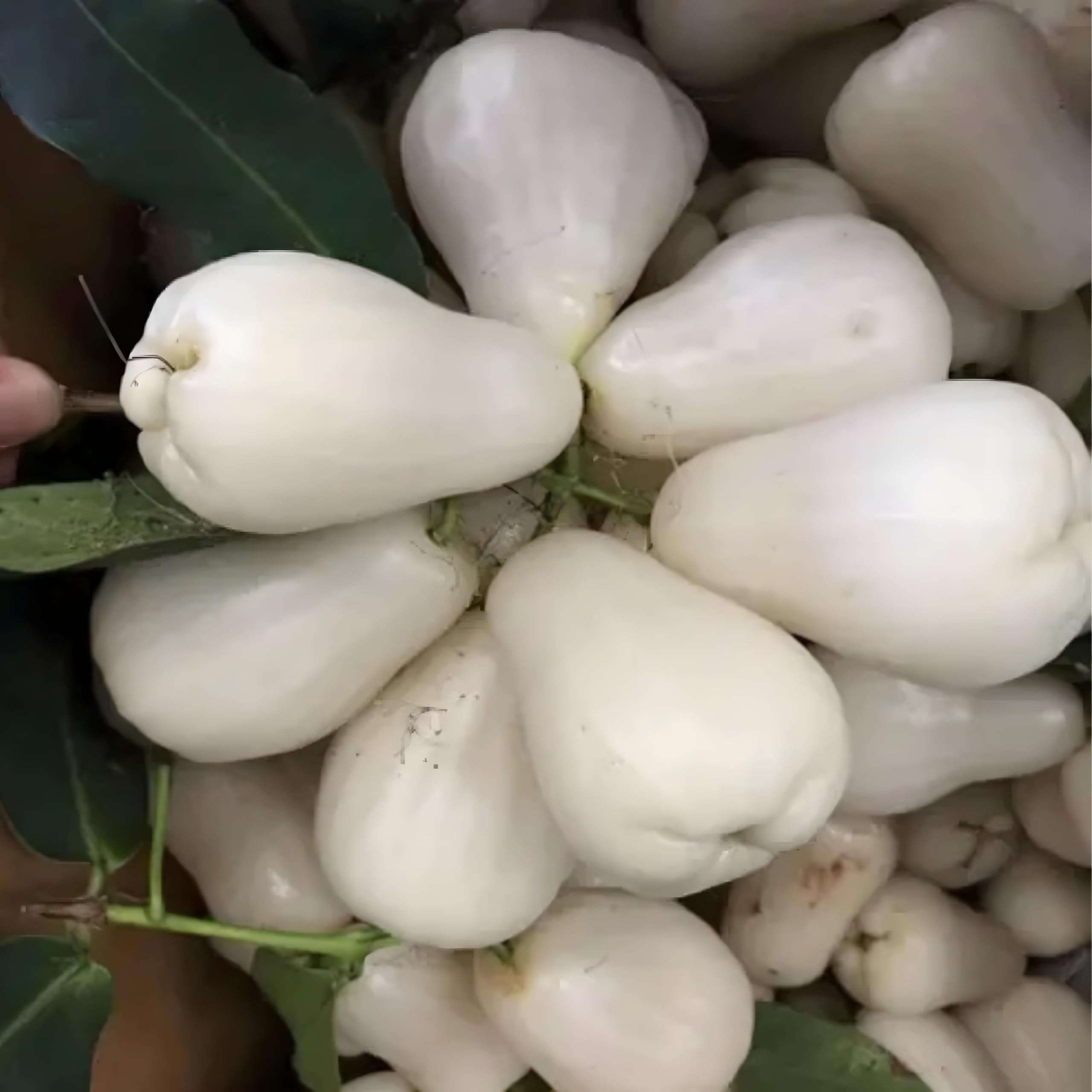 TreeGoo Sweet White Thai Jamrul/Water Apple Plant β Large Fruit, New Hybrid Variety