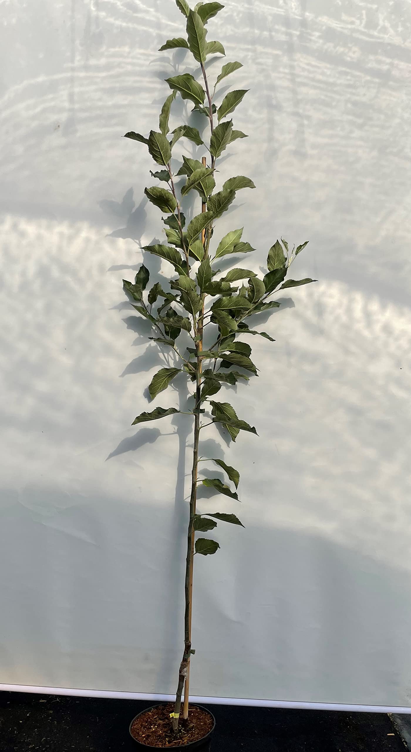 Apfelbaum Aport Almaata, Апорт Apfelbaum ca. 160/180 cm. im Container, Алмаатинский Апорт