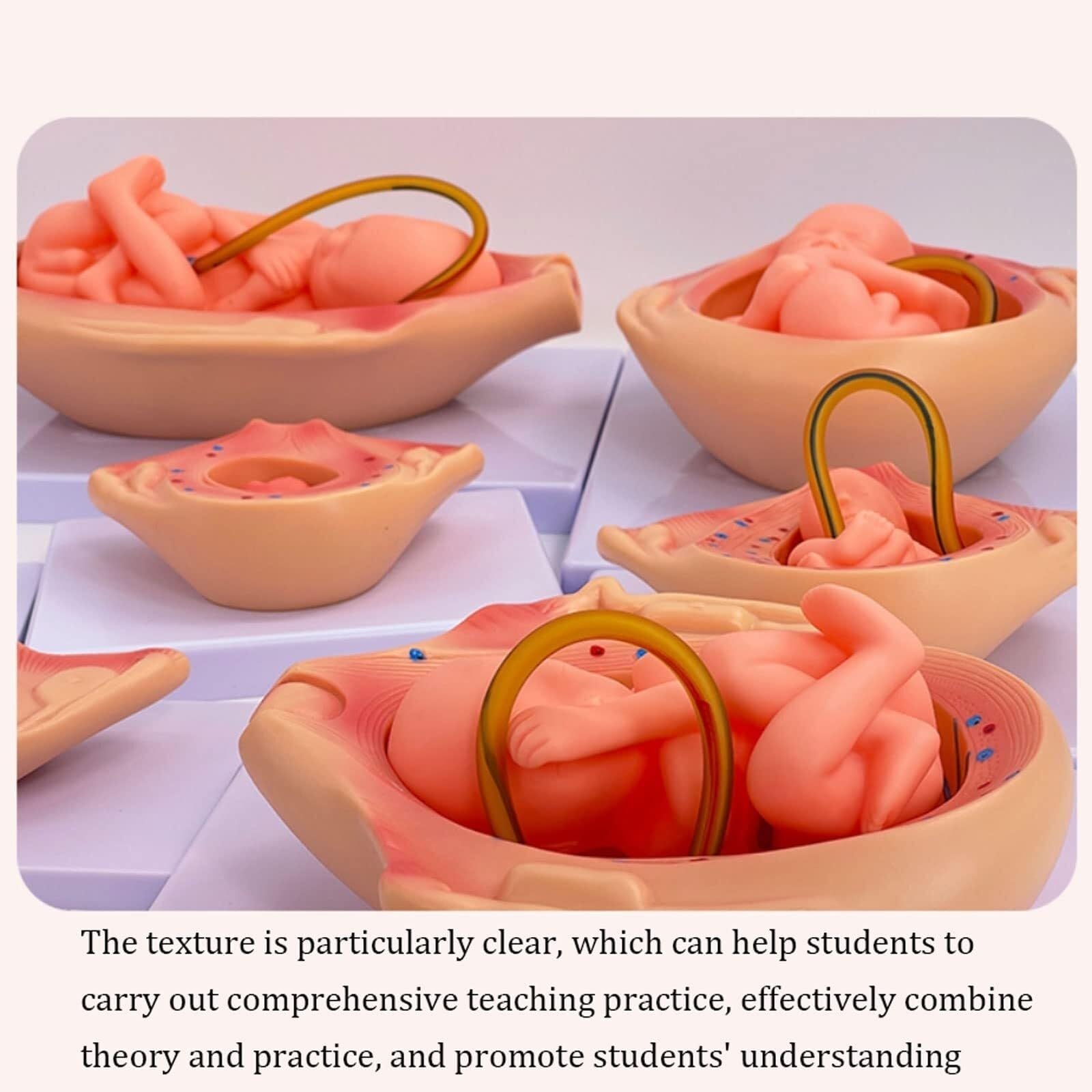 Modelo de proceso de desarrollo fetal – 10 piezas de equipo médico anatómico de estudio de embriones para anatomía uterina y educación médica