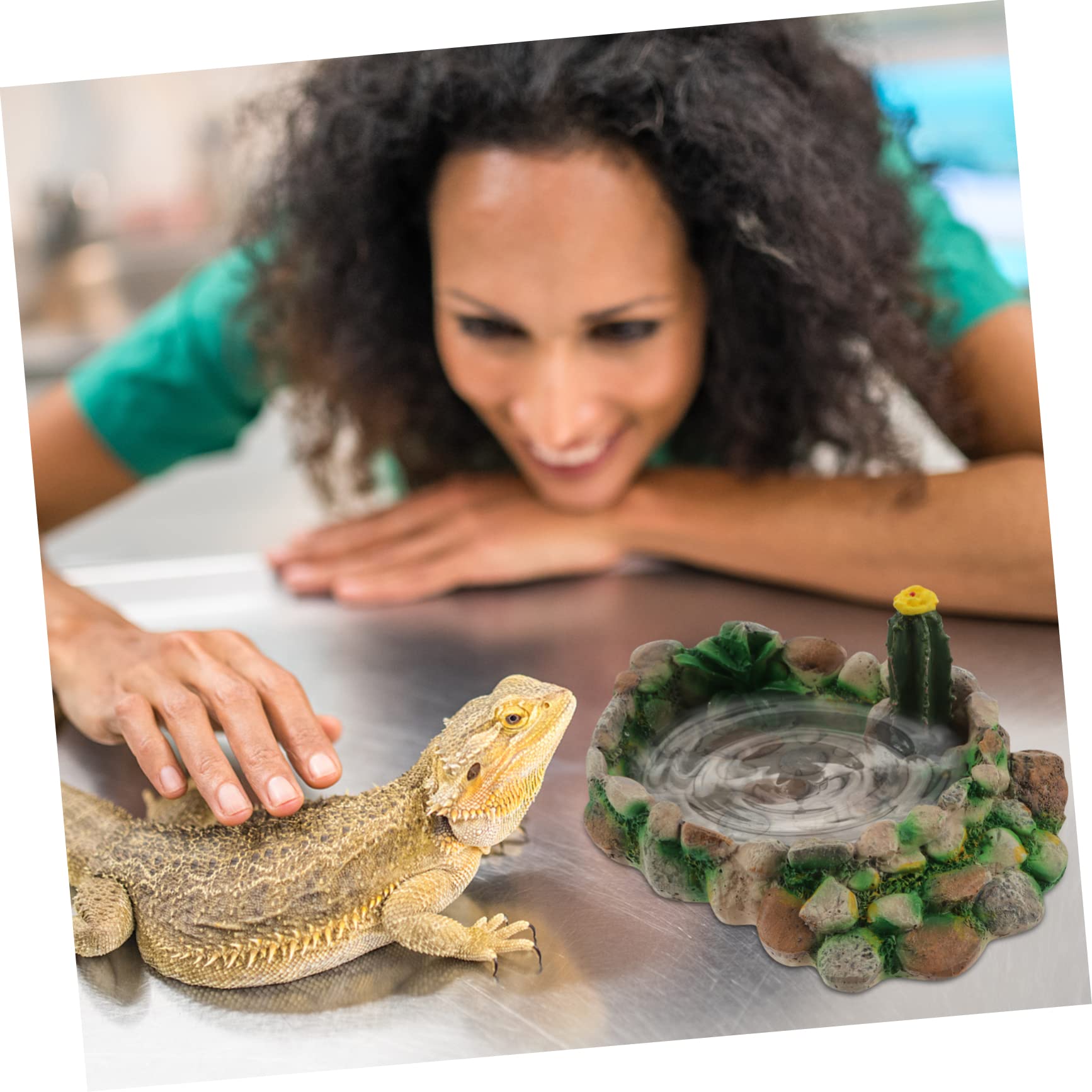 Silhouette De Reptiles Sauvages Reptiles Tropicaux Tortue Caméléon Et