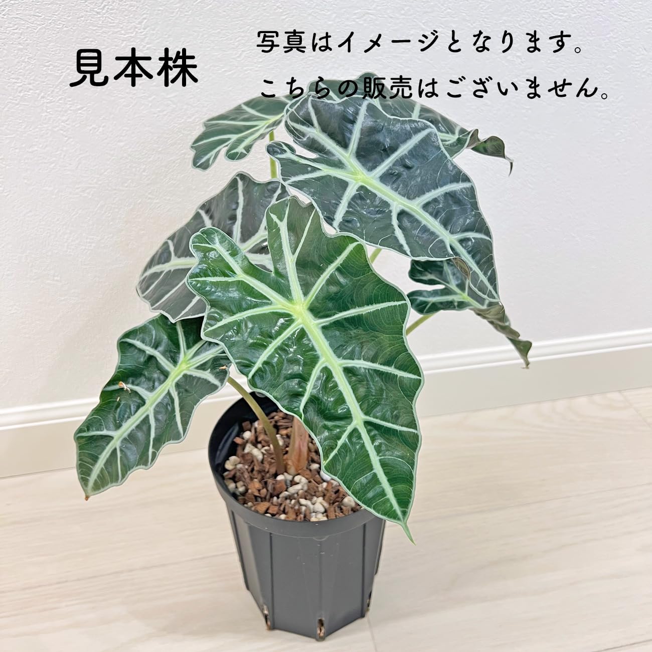 Amazon｜アロカシア アマゾニカ ネガミエル Alocasia Amazonica