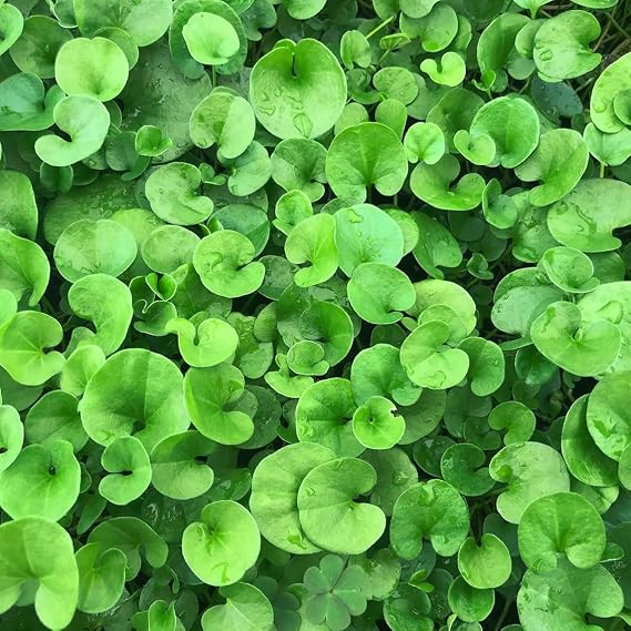 Dichondra Fare Kulağı Çiçeği Tohumu 100 Adet Tohum
