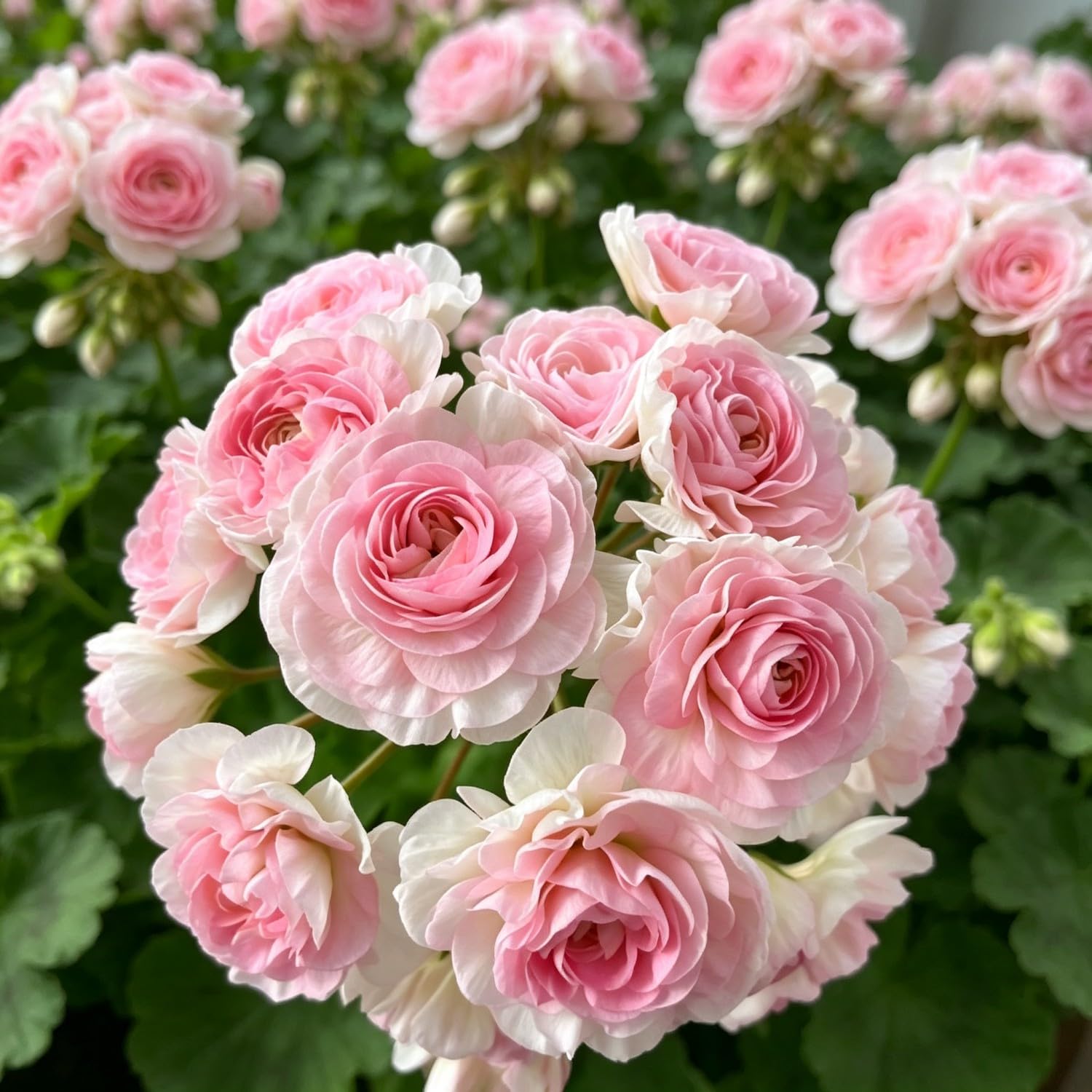 Double Geranium Seed-Hardy,Perennial, Vibrant Floral Display Garden