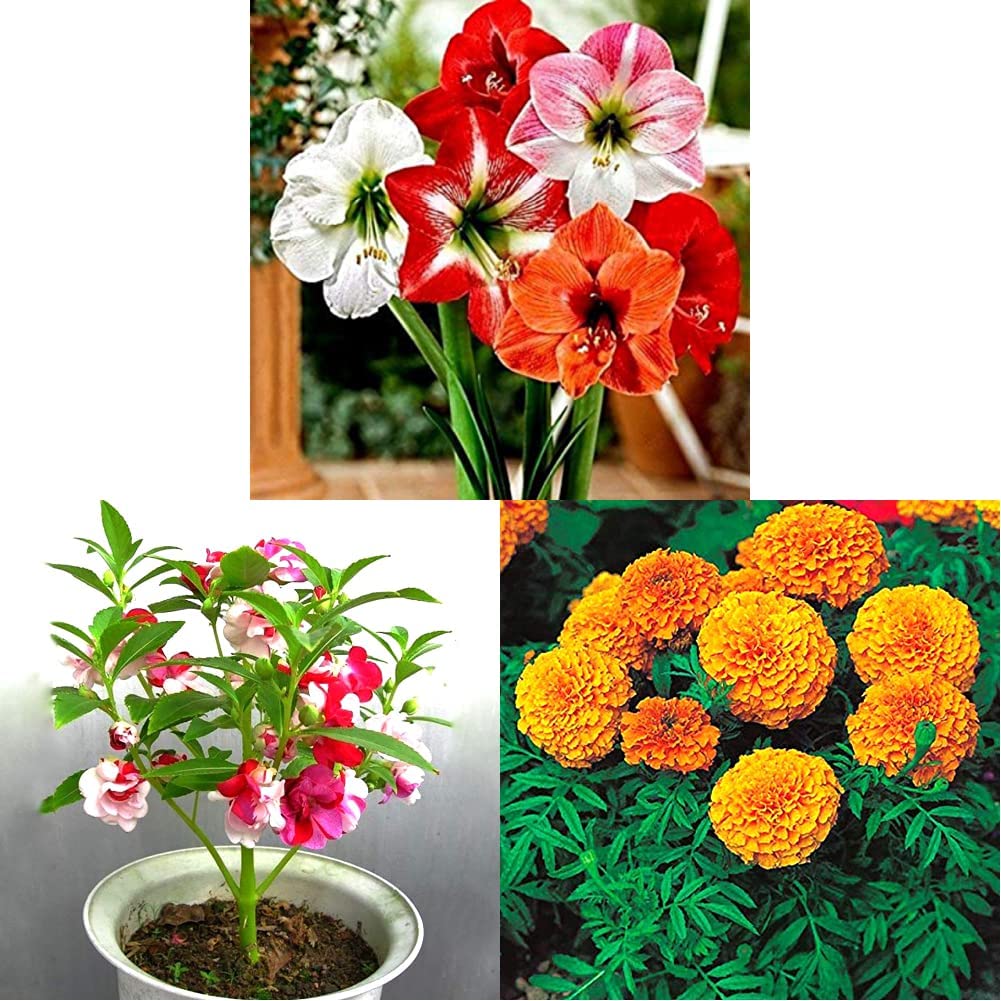 Kraft Seeds Gate Garden Amaryllis Lilly Flower Bulbs Mixed Color s Pack of 12+3 Bulbs Free (Total 15 Bulbs) For Home and Premium Garden Lover s (B084GG1LFW) Amazon Price History, Amazon Price Tracker