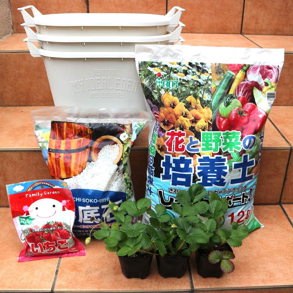 紫陽花 きらきら星 星の桜 母の日ピック付き アジサイ きらきら星 5号