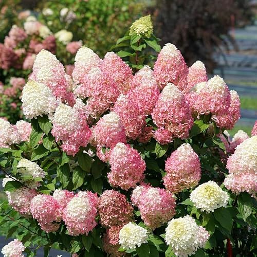 Fire Hydrangea Plant Live for Planting, 7-10" Tall, Hydrangea Tree Live Plant in Pot, Hydrangea Flowers