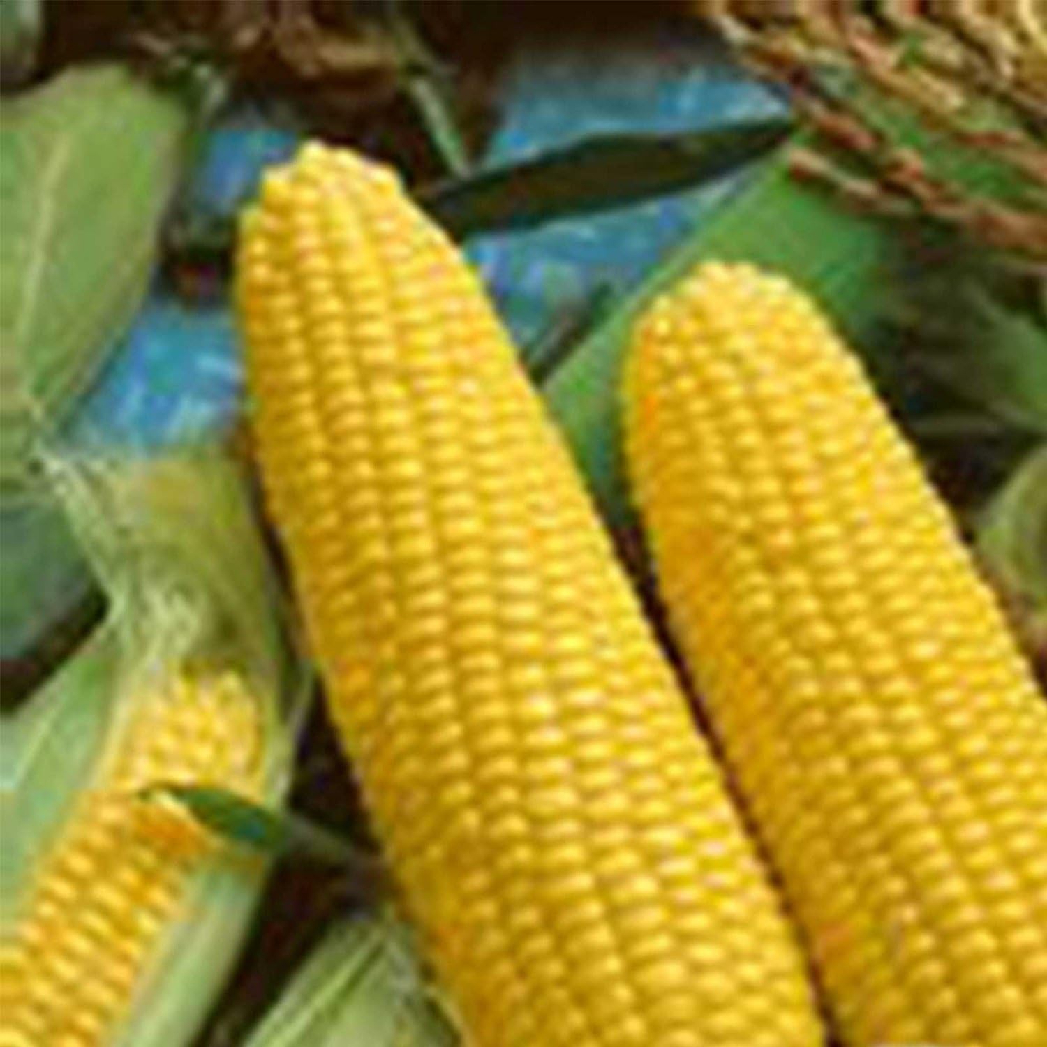 Jubilee Hybrid Corn Garden Seed - 25 Lb Bulk ~52,000 Seeds - Non-GMO Vegetable Gardening Seeds - Microgreens Shoots