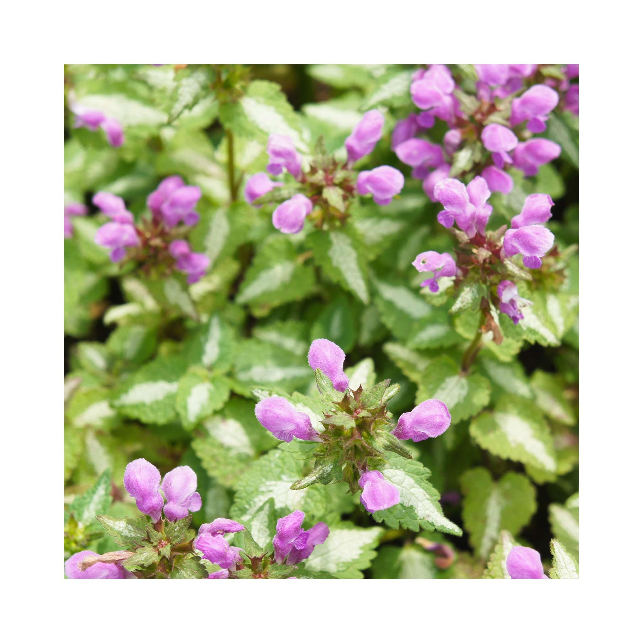 Lamium Pink Pewter - 3 Established Plants in 9cm pots. Each Labelled. Amazing Value. Fantastic, Garden Ready. Perennials.