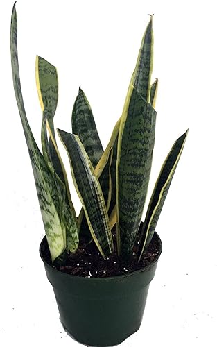 Miniatura 2 de Planta serpiente. Lengua de suegra. Sanseveria.Maceta de 6".