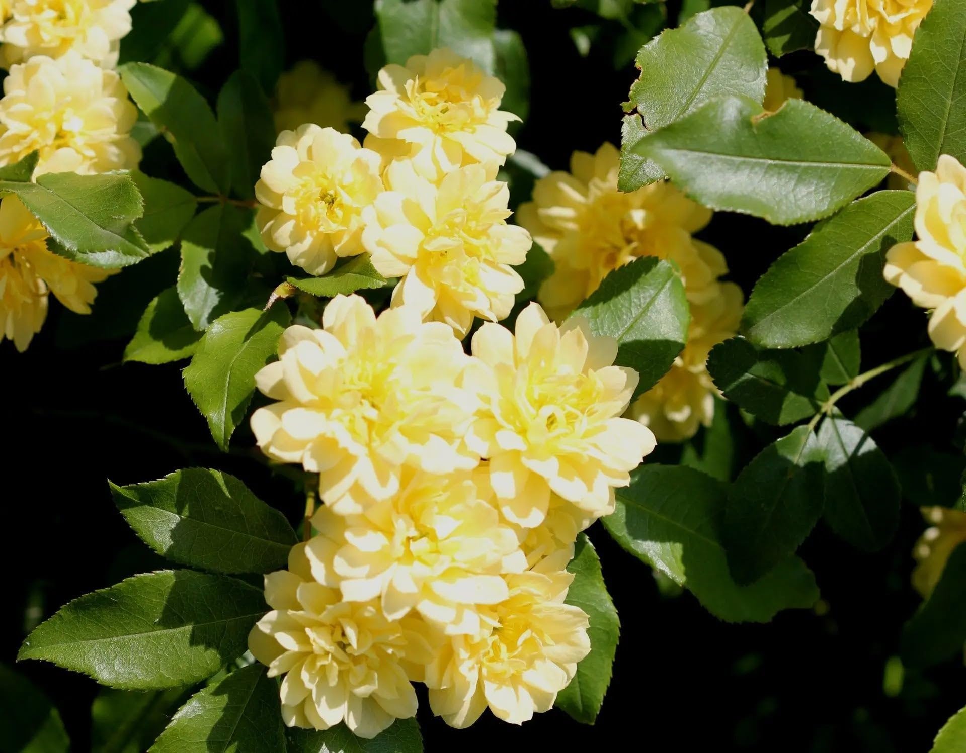 Rosa Banksiae Lutea Plena Rampicante da Giardino, Fiori Gialli Doppi, Senza Spine, 90/100 cm, Vaso 19