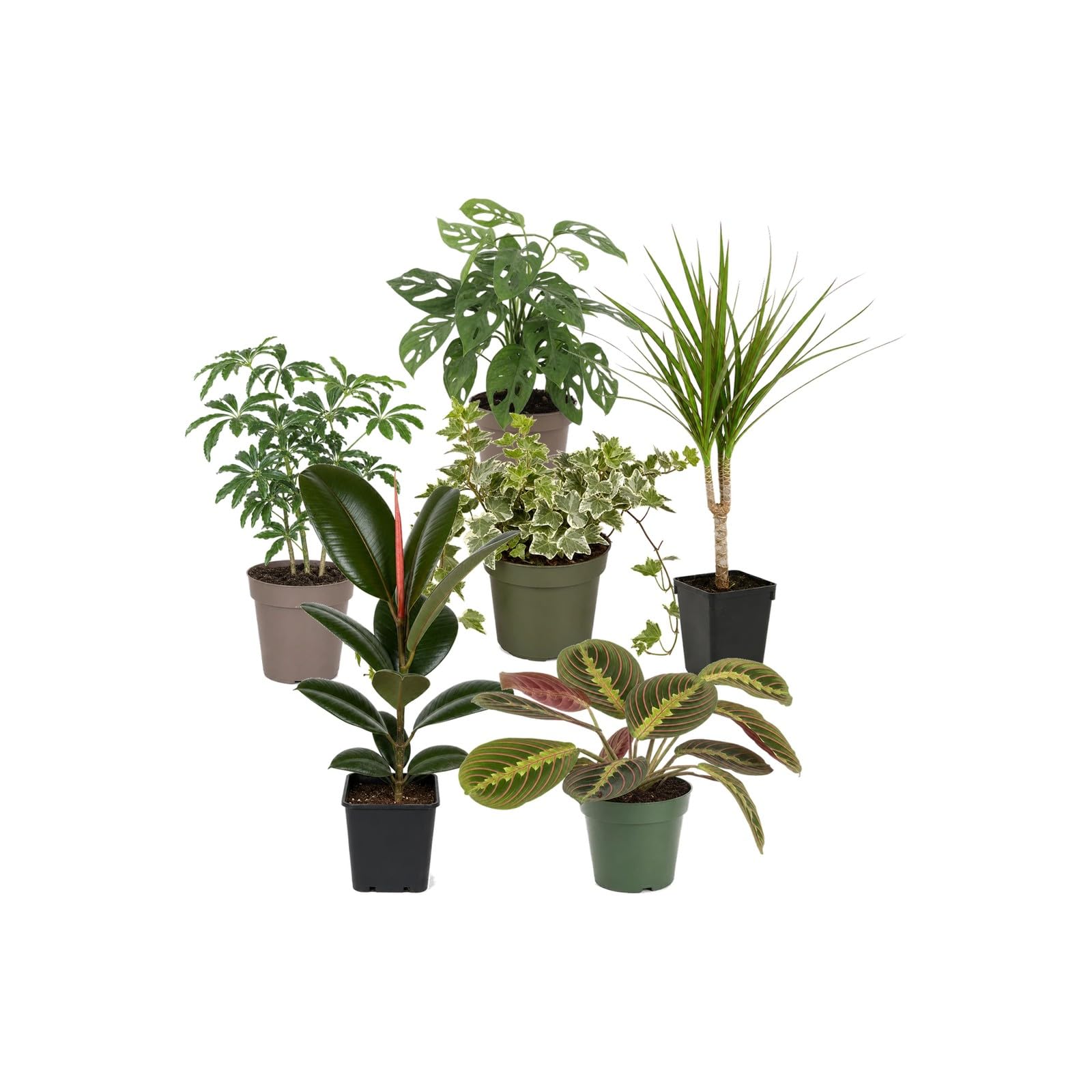 DECOALIVE Pack 6 Plantas de Interior para Salón y Zona de Estar