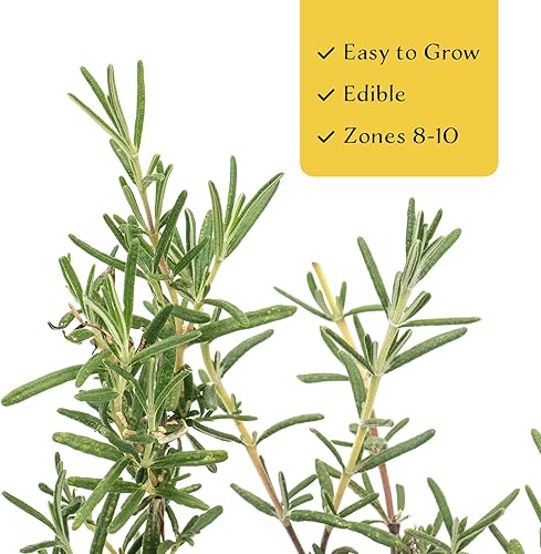 Miniatura 6 de Rosmarinus officinalis 'Ken Taylor' Rosmarinus officinalis 'Ken Taylor' - Hierba perenne fragante para cocinar, jardines y contenedores  Plantas