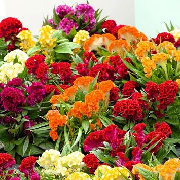 150 Dwarf Plumed Cockscomb Glitters Mix Seeds   Celosia plumosa Nana   Feathery Mixed Blooms, Compact Growth   Annual Flower Seeds with Free Plant Tag