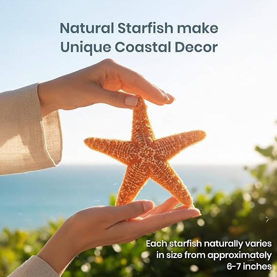 Nautical Crush Trading Real Starfish Decor - 2 Large Brown Sugar Star Fish (6-7in) - Starfish for Crafts - Star Fish Shells Decorations