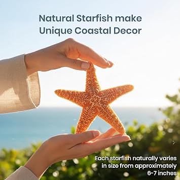 Nautical Crush Trading Real Starfish Decor - 2 Large Brown Sugar Star Fish (6-7in) - Starfish for Crafts - Star Fish Shells Decorations