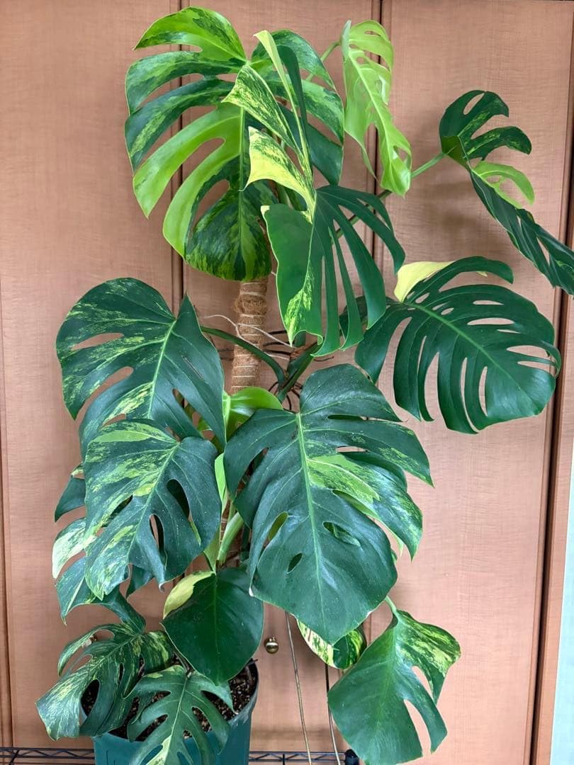 モンステラ 斑入り ボルシギアナ オーレア 黄斑 大株 4